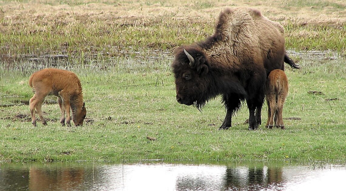 Un bébé bison à Yellowstone tué après avoir été «dérangé intentionnellement» par l’homme et rejeté par le troupeau