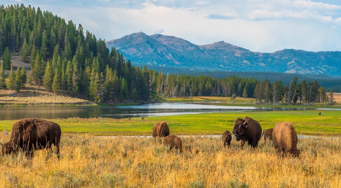 Une femme encornée par un bison dans le parc national de Yellowstone